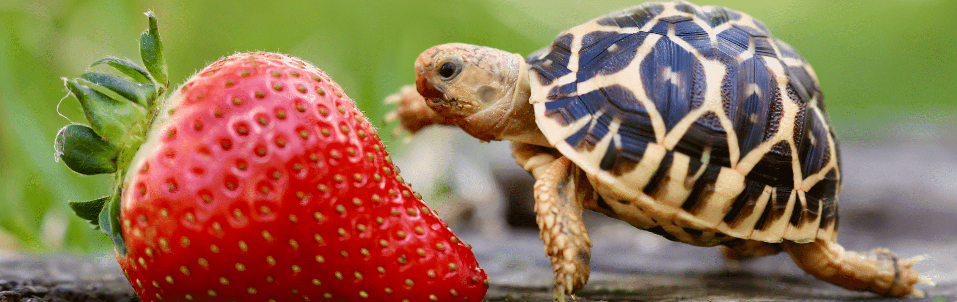 Tortoise eating strawberry