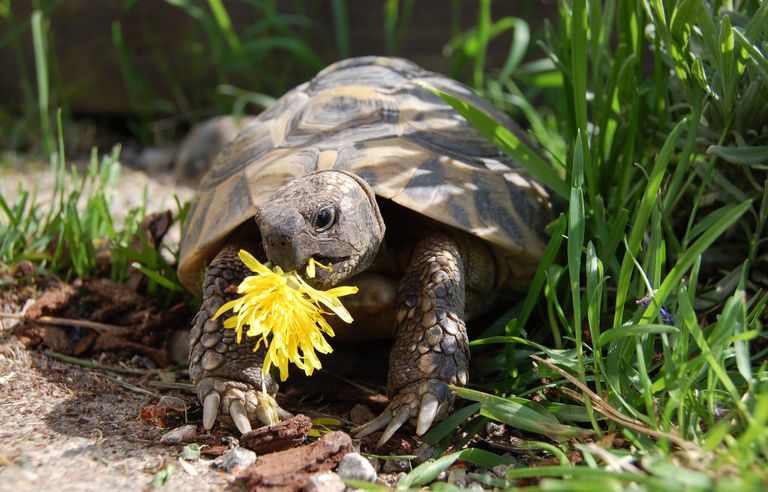 Tortoise eating a leaf in the wild